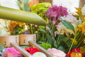 Watering bright colorful blossoming flowers with green leaves and thin stems in floral shop